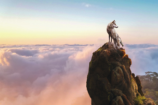 新時代的狼性精神！