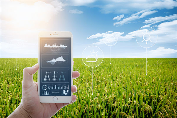 溫州種出2.1米高巨型水稻，精益生產怎么看？