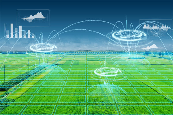 溫州種出2.1米高巨型水稻，精益生產(chǎn)怎么看？