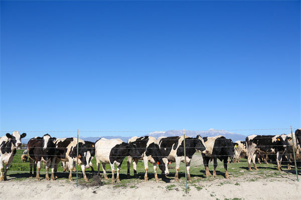 常溫純牛奶中禁止添加復(fù)原乳，集成供應(yīng)鏈怎么看？